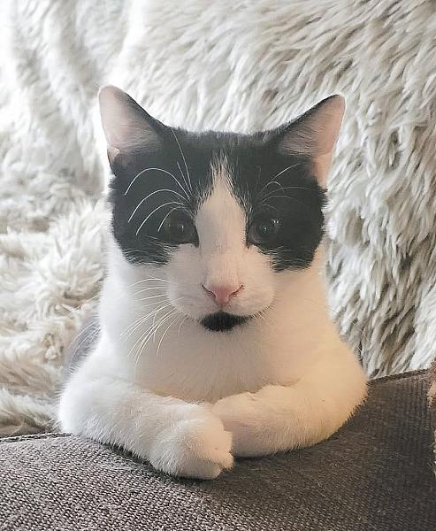 Kattenpraat