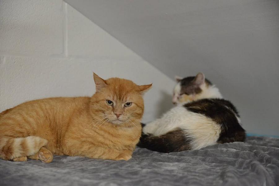 Kattenpraat