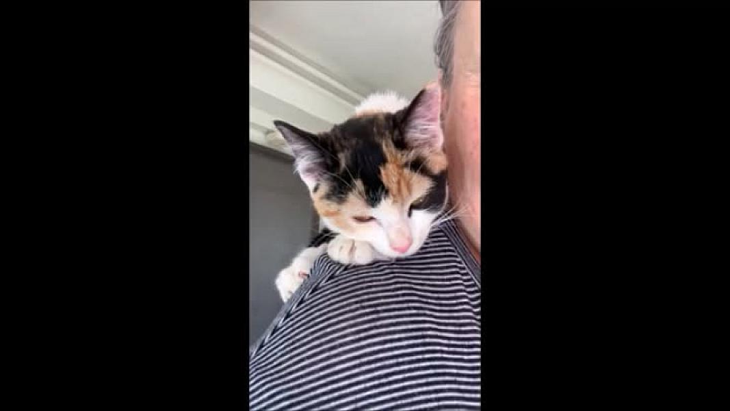 Kattenpraat