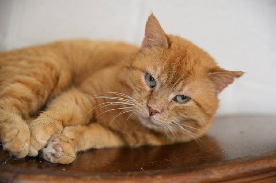 Kattenpraat