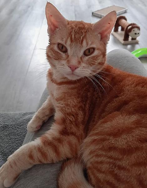 Kattenpraat