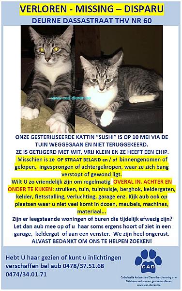 Kattenpraat