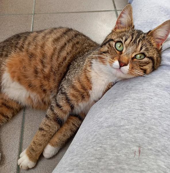 Kattenpraat