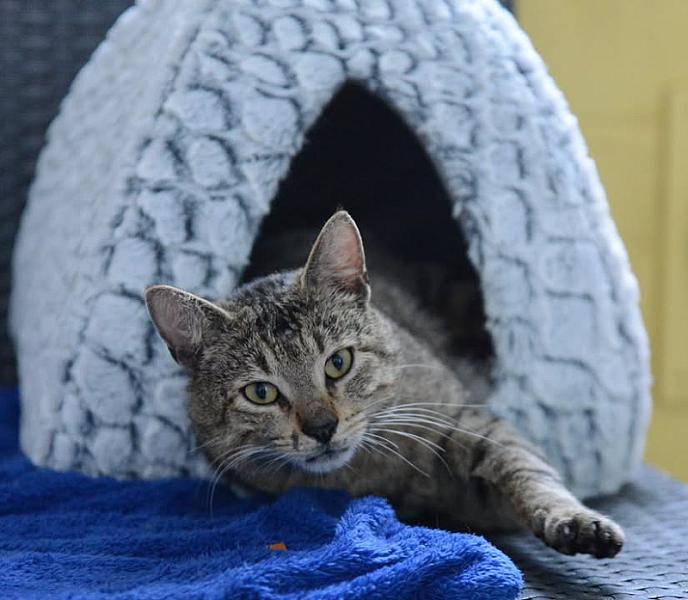 Kattenpraat