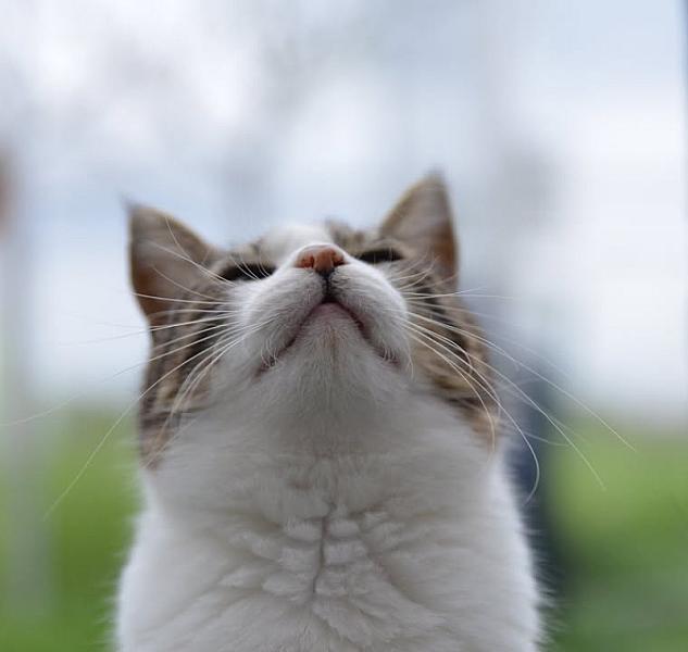 Kattenpraat