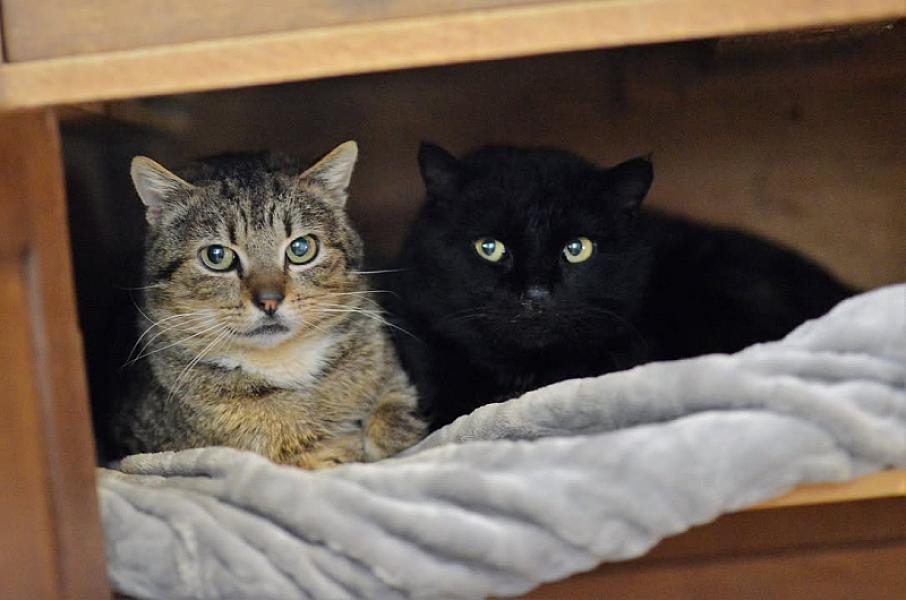 Kattenpraat