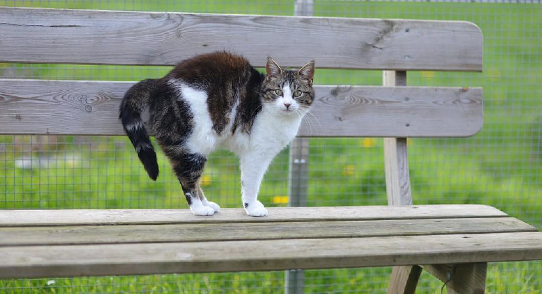 Kattenpraat