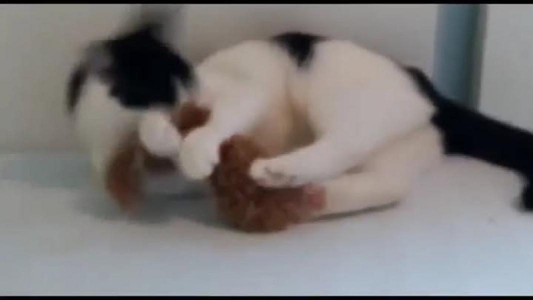 Kattenpraat