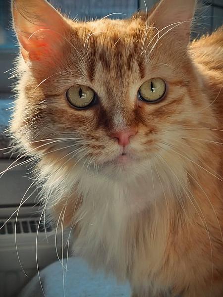 Kattenpraat