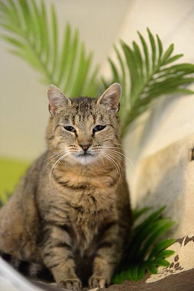 Kattenpraat
