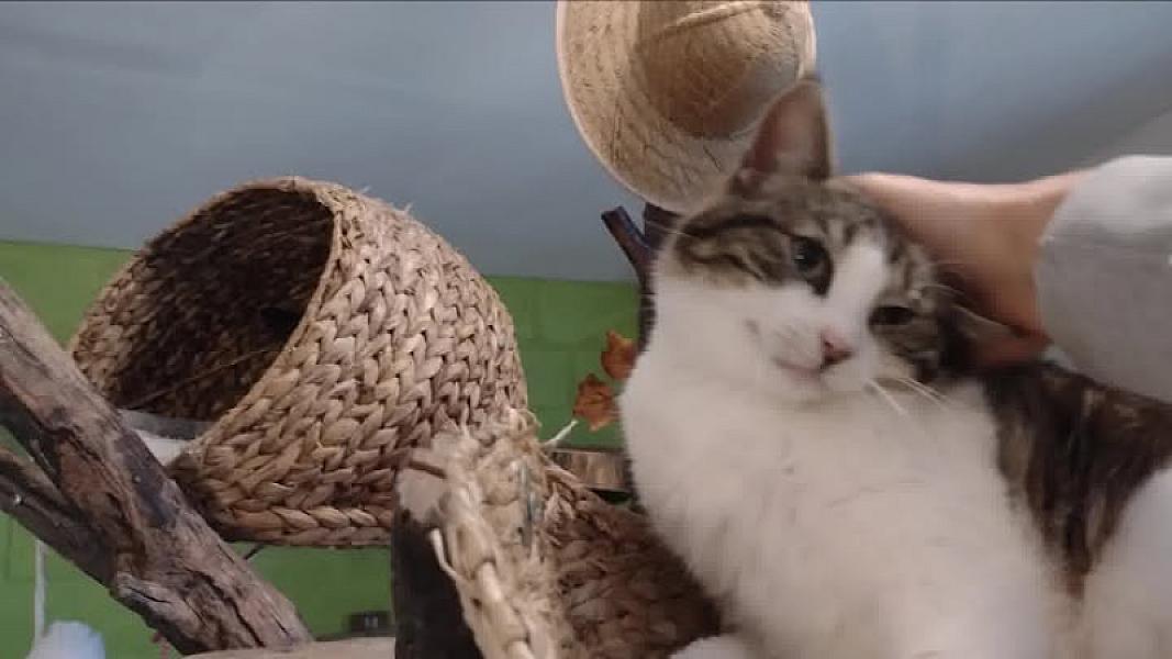 Kattenpraat