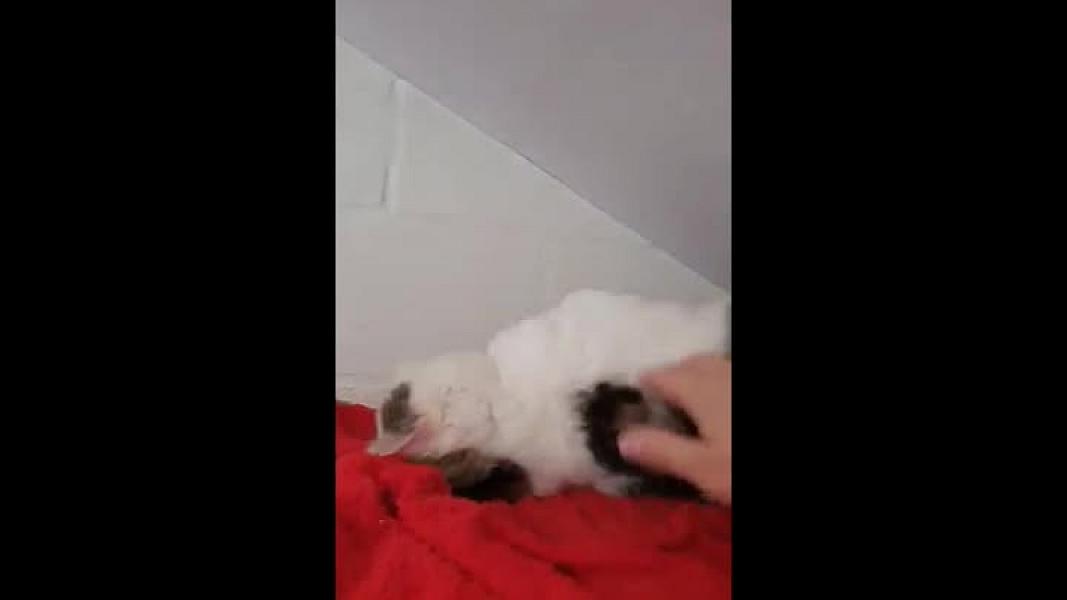 Kattenpraat