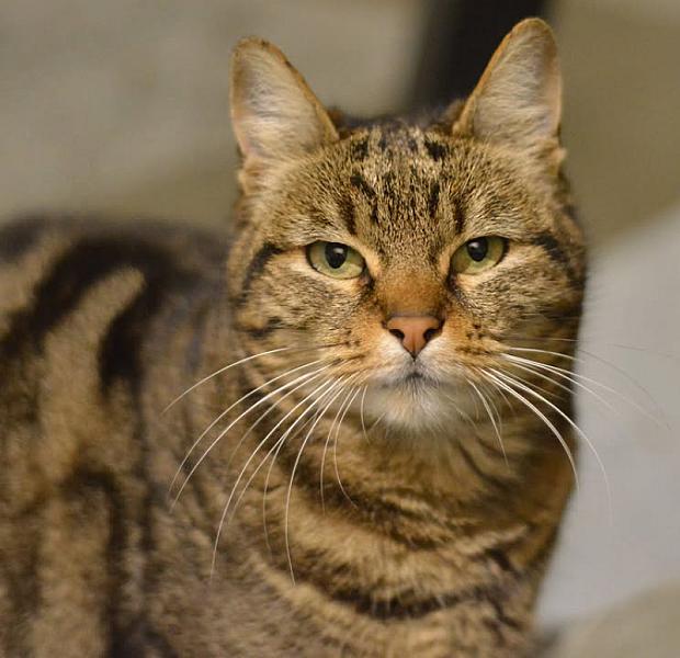 Kattenpraat