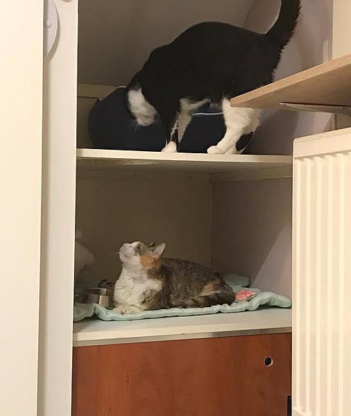 Kattenpraat