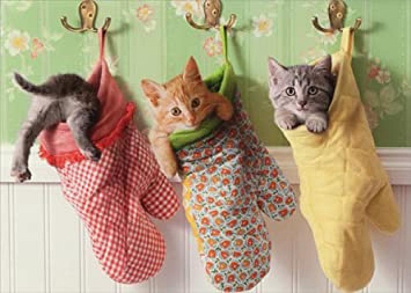 Kattenpraat