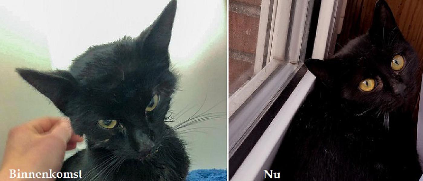 Kattenpraat