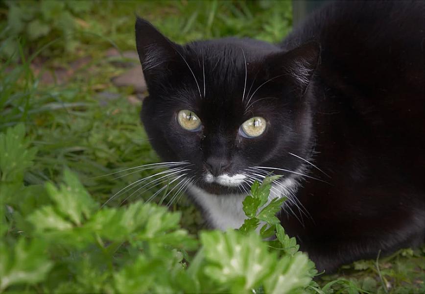 Kattenpraat