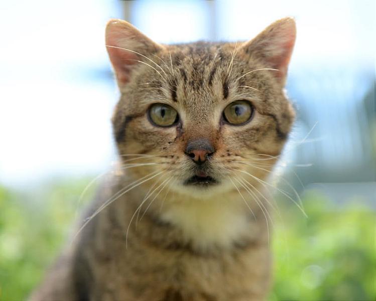 Kattenpraat