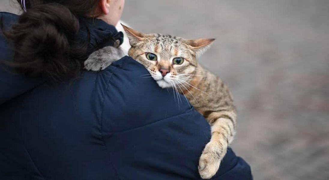Kattenpraat