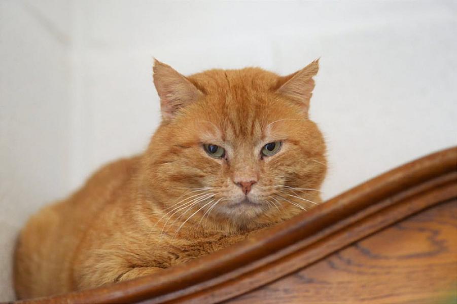Kattenpraat