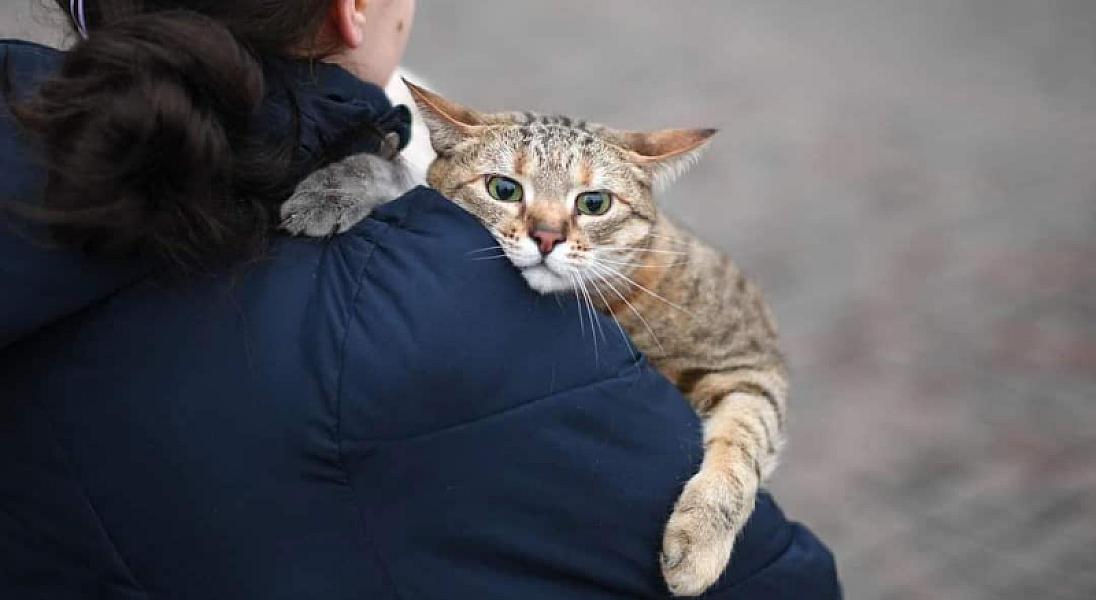 Kattenpraat