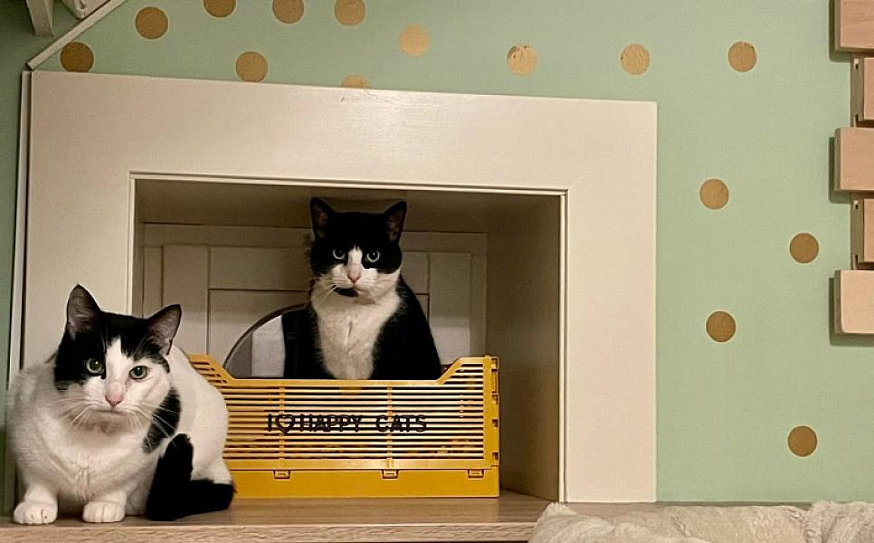 Kattenpraat