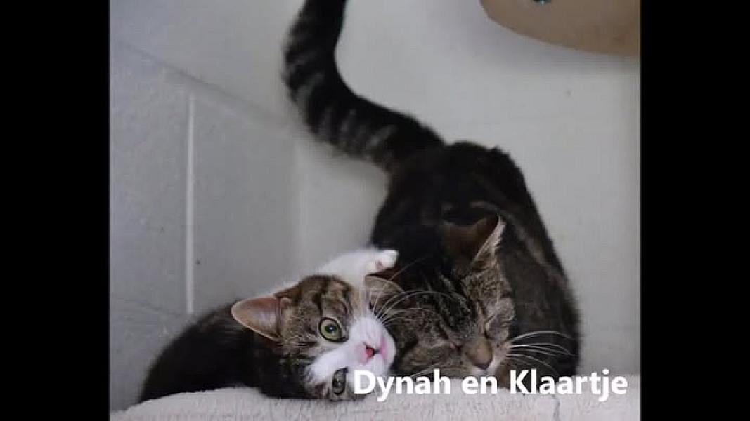 Kattenpraat