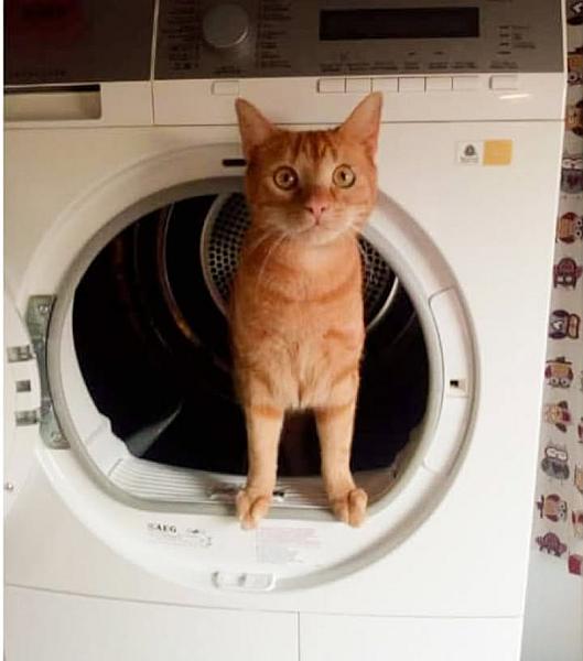 Kattenpraat