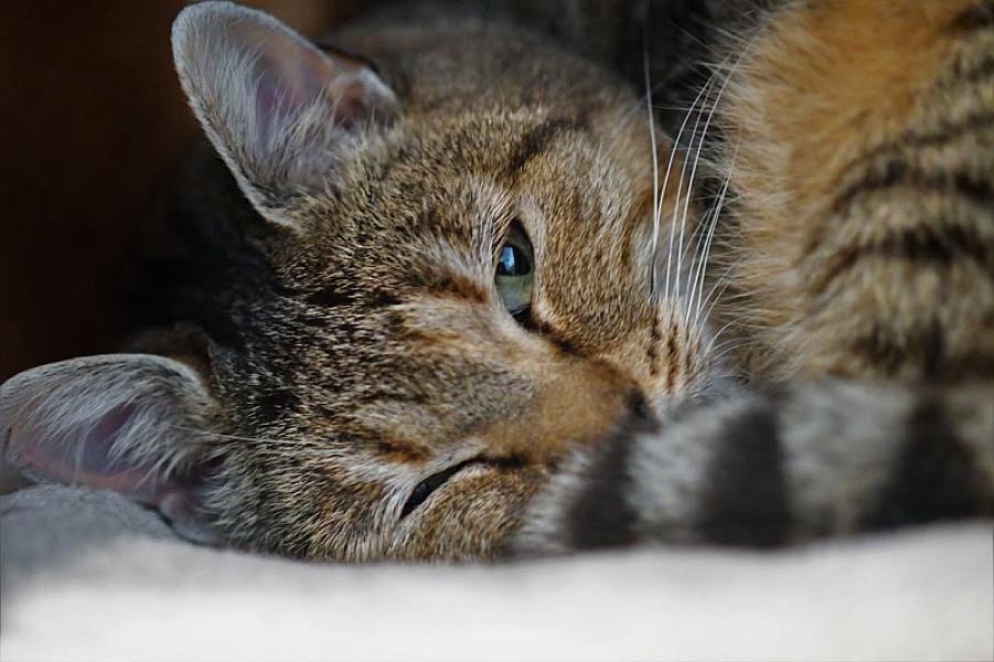 Kattenpraat