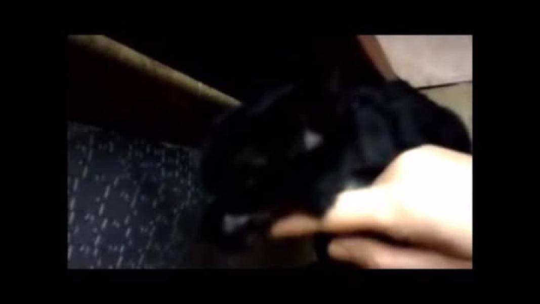 Kattenpraat