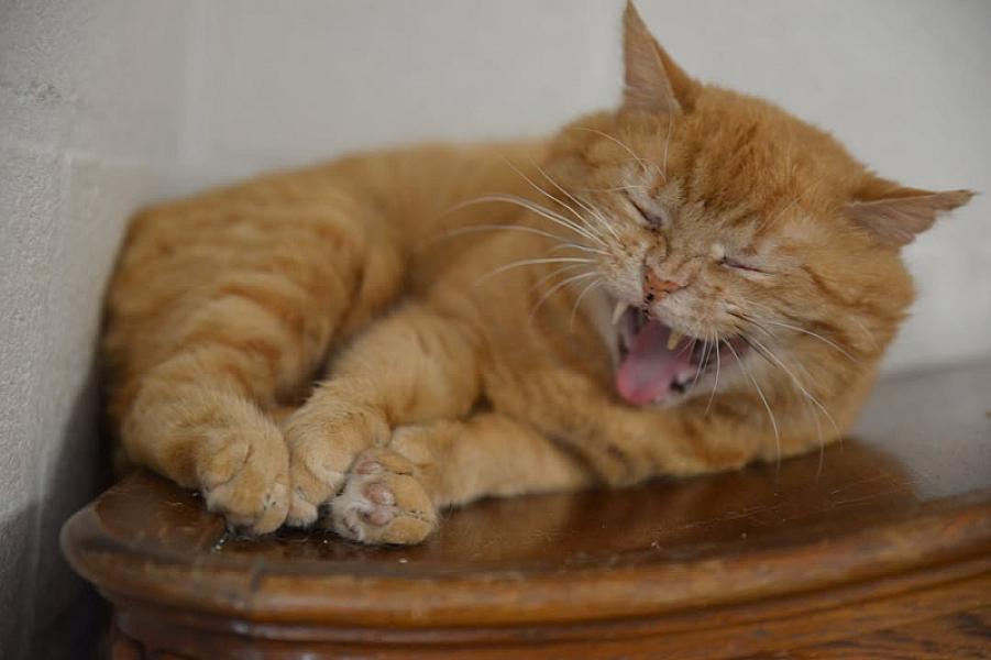 Kattenpraat