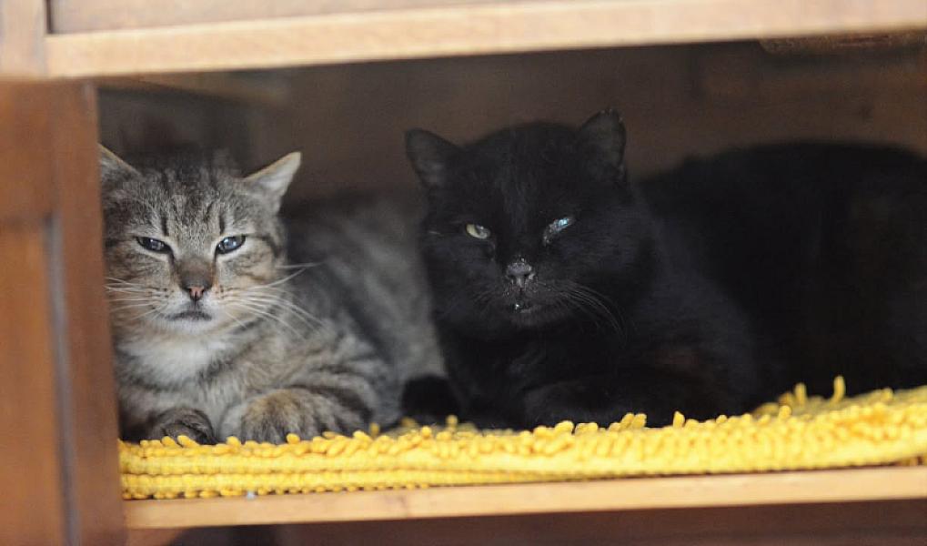 Kattenpraat