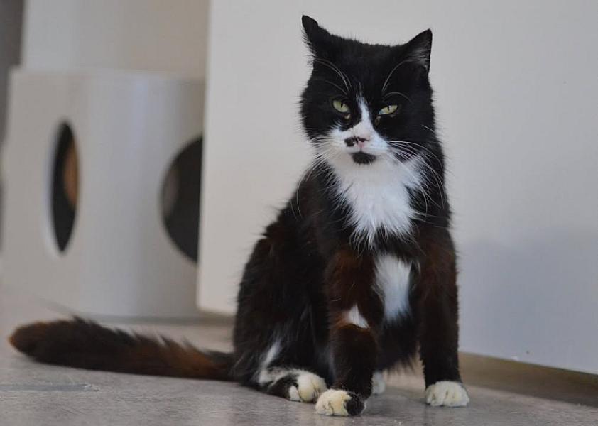 Kattenpraat