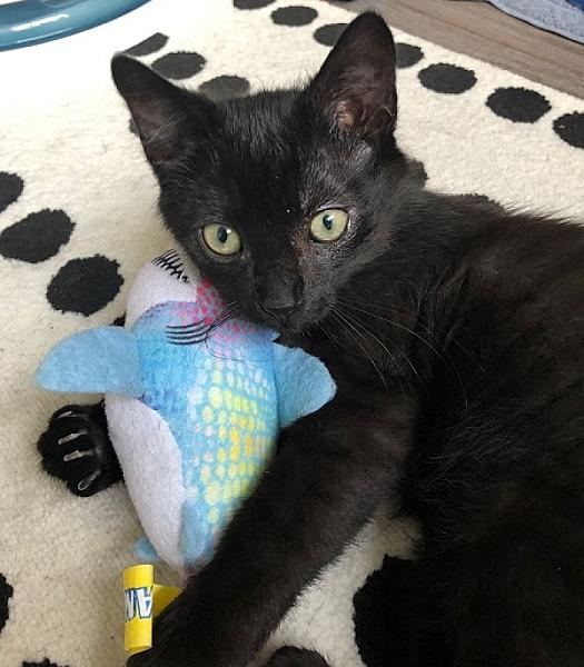 Kattenpraat
