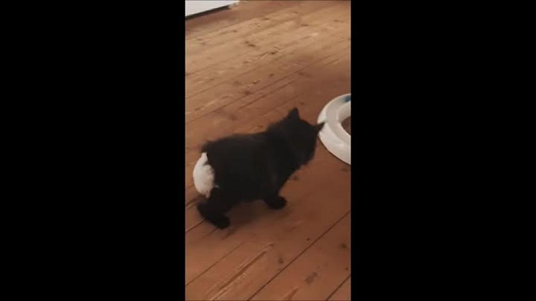 Kattenpraat