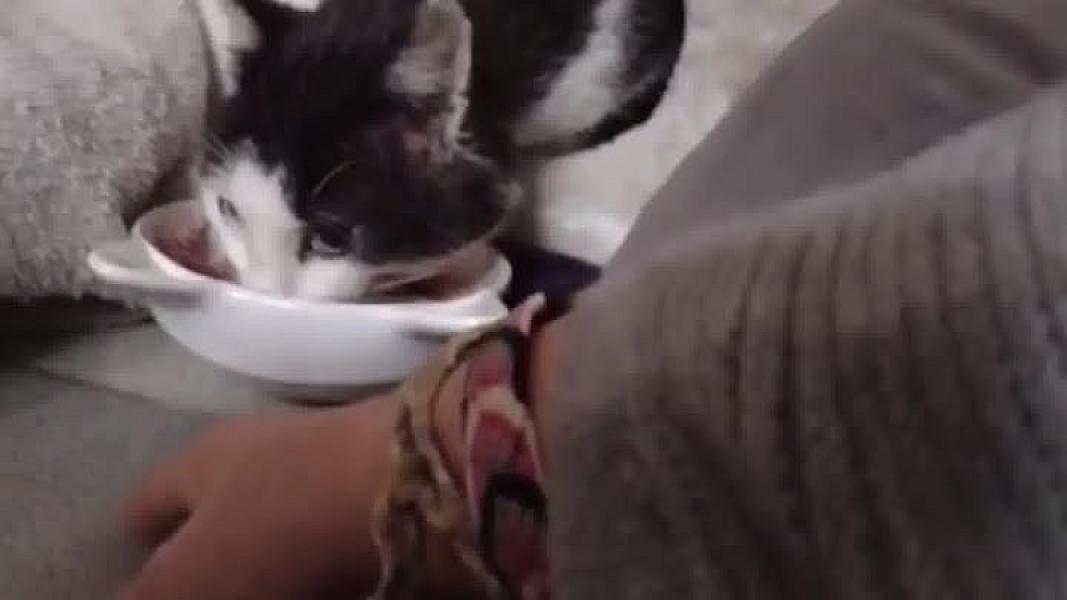 Kattenpraat
