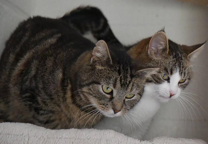 Kattenpraat