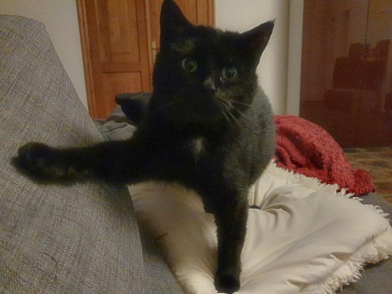 Kattenpraat