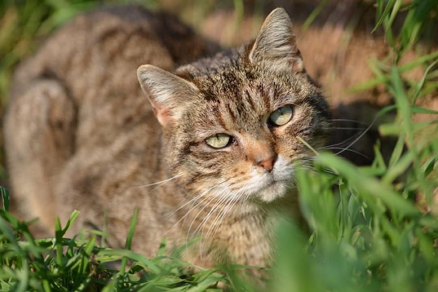 Kattenpraat