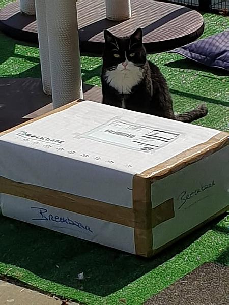 Kattenpraat