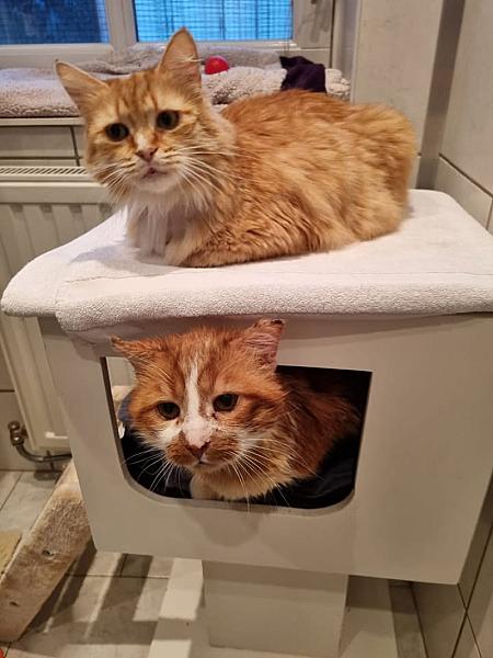 Kattenpraat