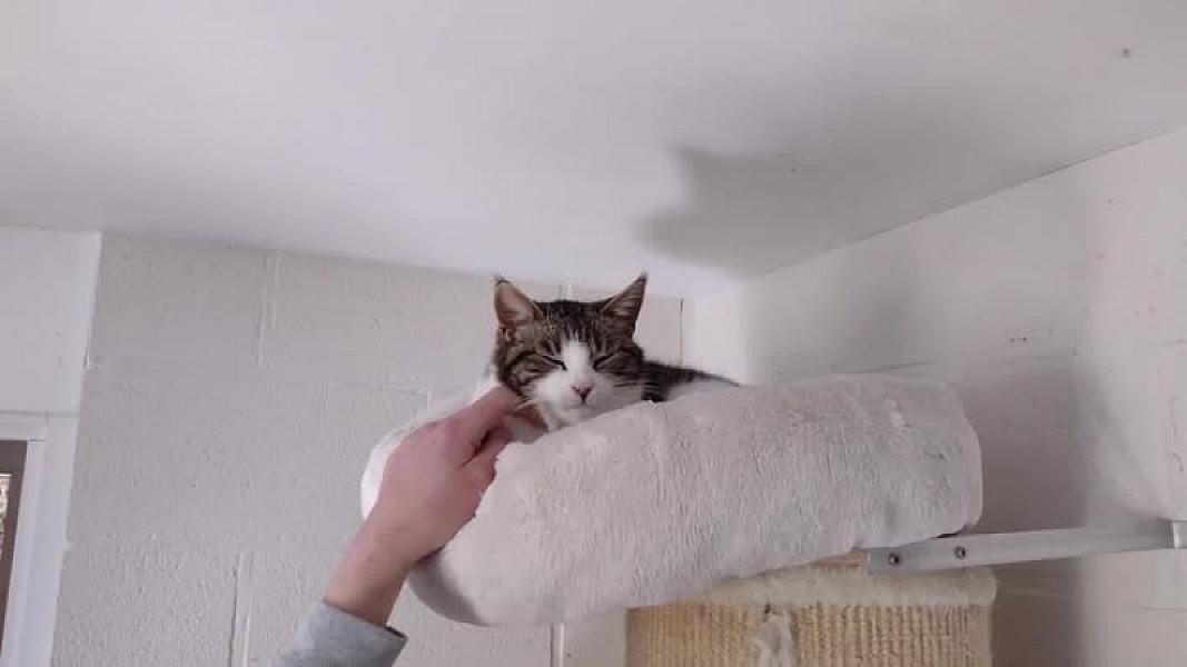 Kattenpraat