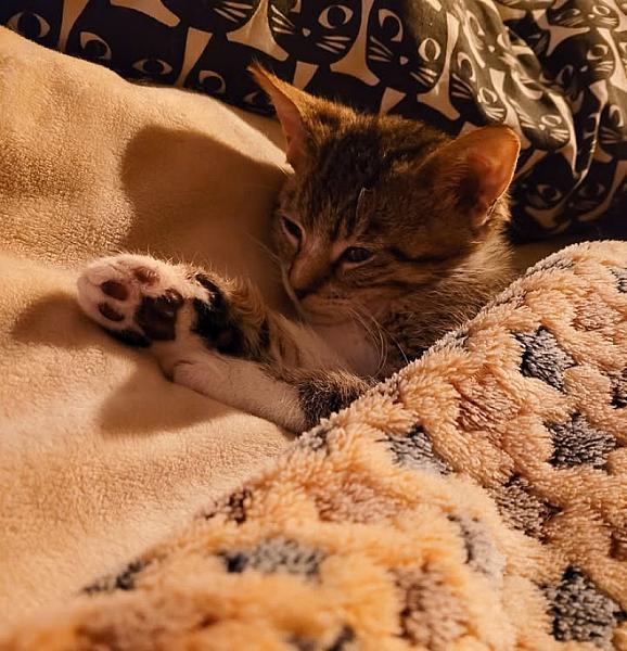 Kattenpraat