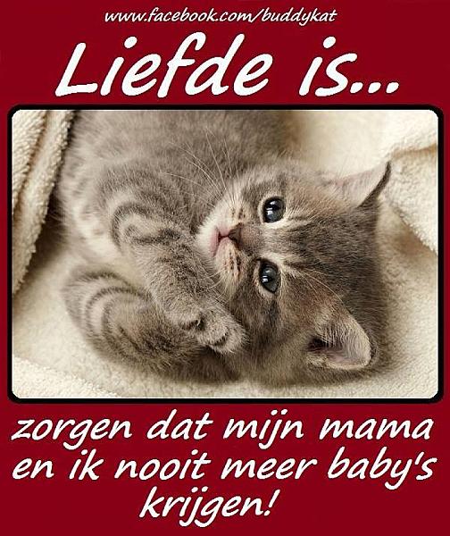 Kattenpraat