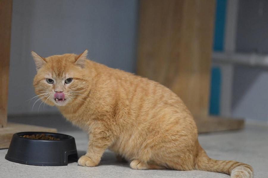 Kattenpraat