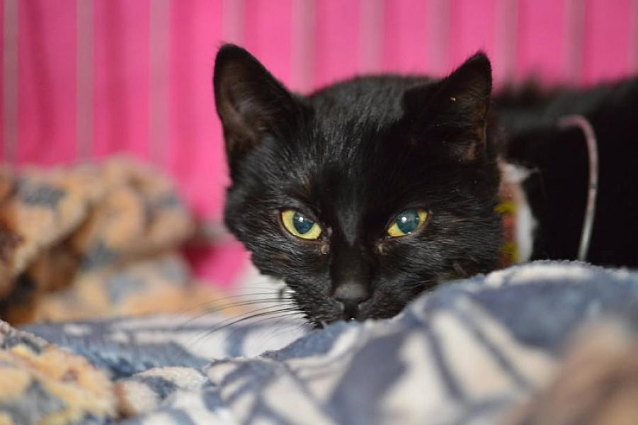 Kattenpraat