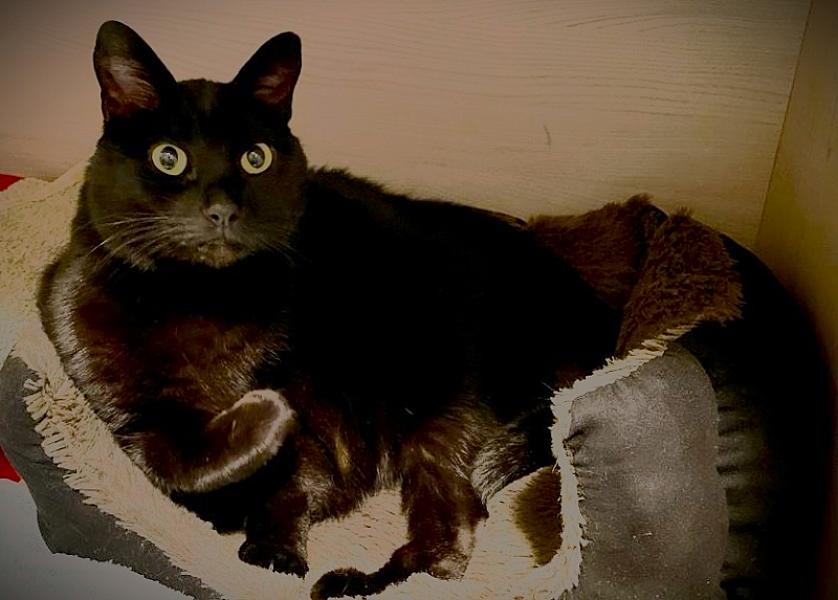 Kattenpraat