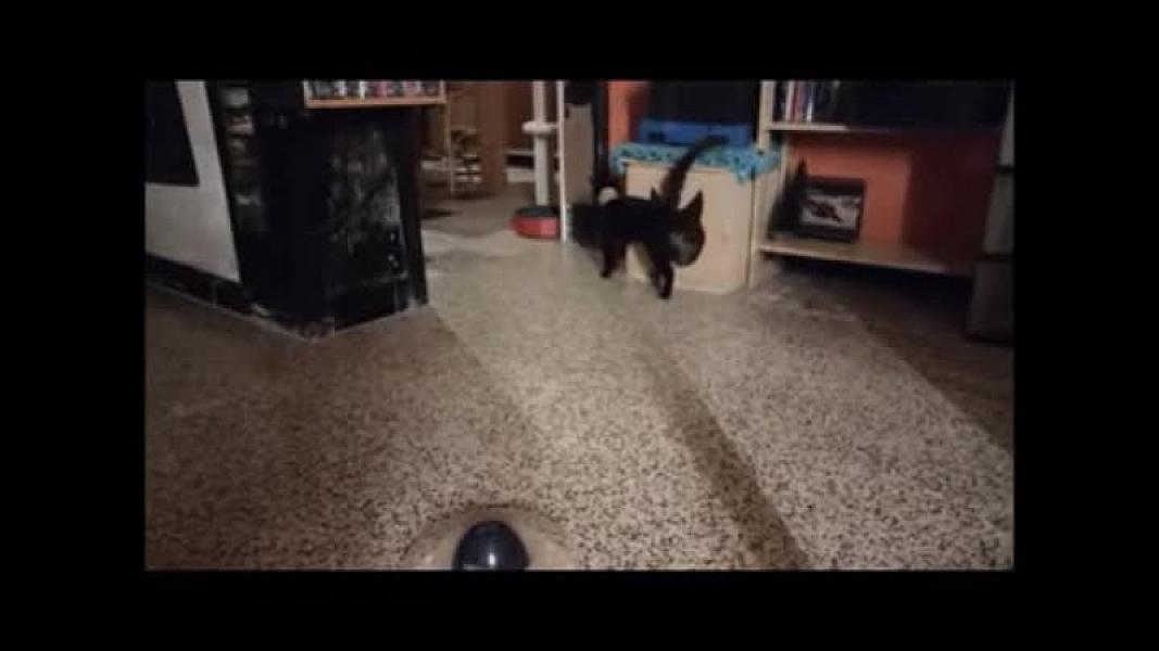 Kattenpraat