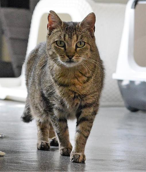 Kattenpraat