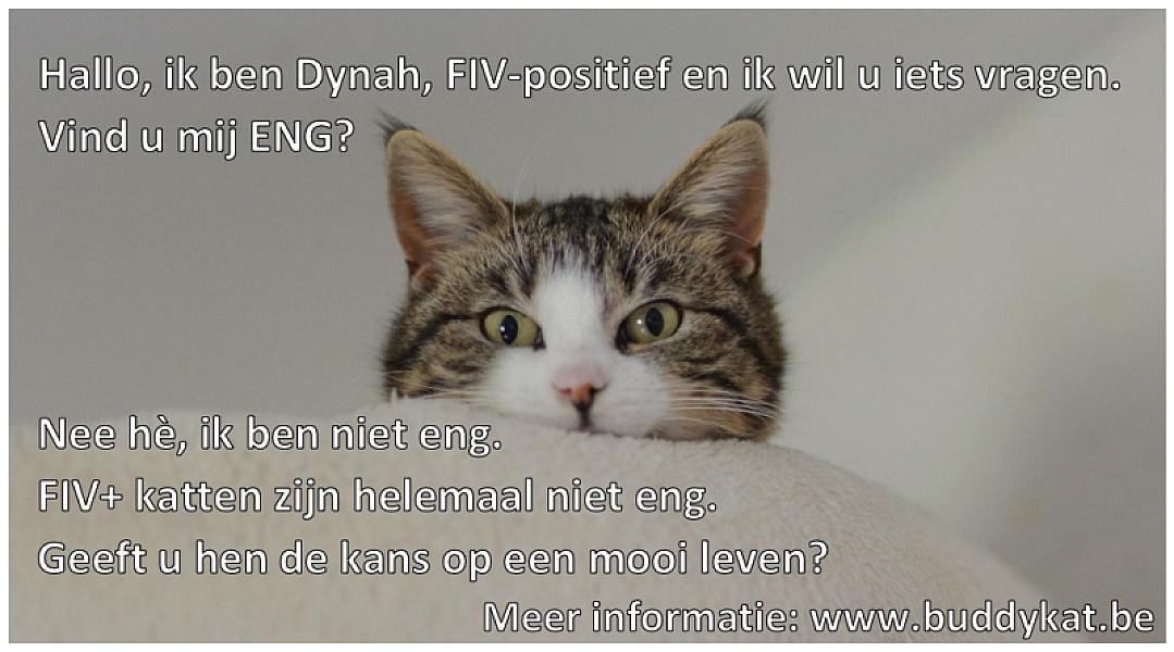 Kattenpraat